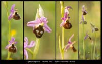 Ophrys-argolica5